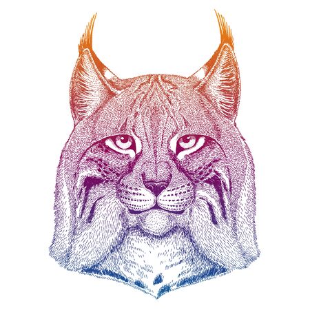 Wild cat, Lynx, Bobcat, Trotのイラスト素材