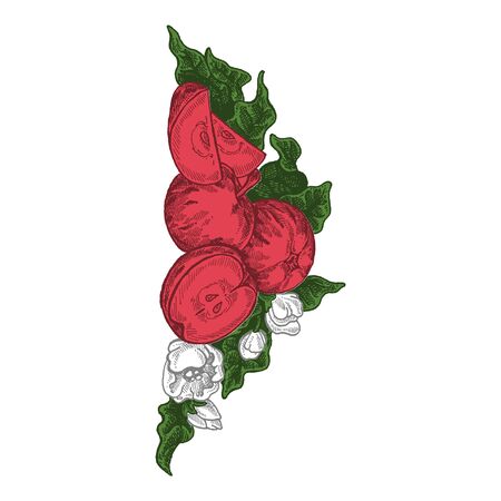 Flowers and apples. Vector picture. Wedding invitation template, egology concept, vegan food, cafe, restaurant, illustration for apple juice packageのイラスト素材