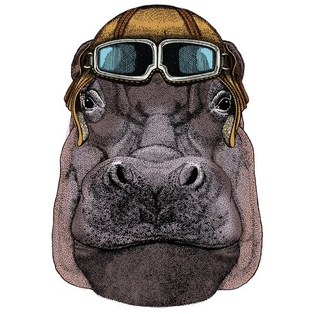 Portrait of hippopotamus, hippo. Wild african animal. Vintage aviator helmet with googles.の写真素材