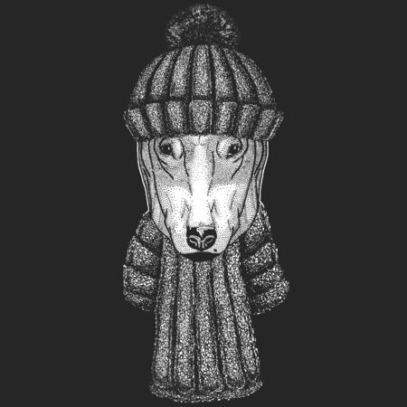 Bullterrier, dog. Animal portrait with winter knitted hat. Christmas headdress.のイラスト素材