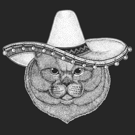 British shorthair cat. Sombrero is traditional mexican hat. Mexico. Scottish fold. Cute kitten. Cool animal.のイラスト素材