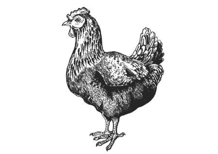 Chicken. Vector farm animals. Vintage retro style classic illustration.のイラスト素材
