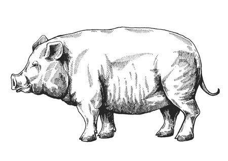 Pig, vector farm animals. Vintage retro style classic illustration.のイラスト素材