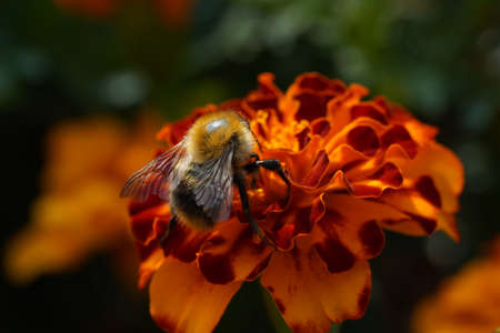 A macro shot of a bumblebee collecting pollen from a flower.の写真素材