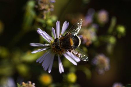 Volucella bombylans var plumata hoverfly. Excellent bumblebee mimic in the family Syrphidae,...