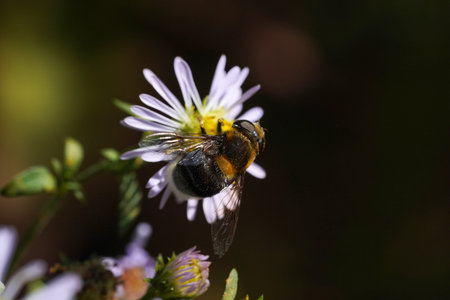 Volucella bombylans var plumata hoverfly. Excellent bumblebee mimic in the family Syrphidae,...