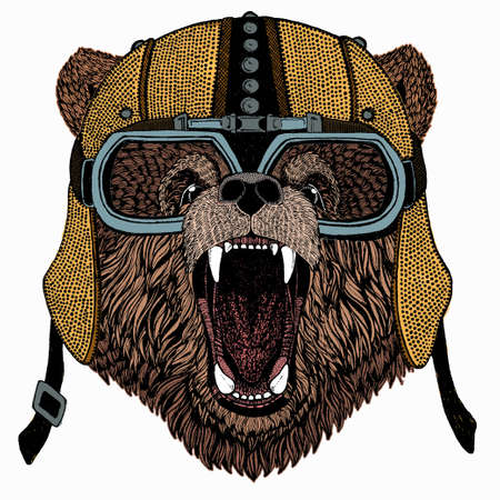 Bear wild animal face. Grizzly cute brown bear head portrait.のイラスト素材
