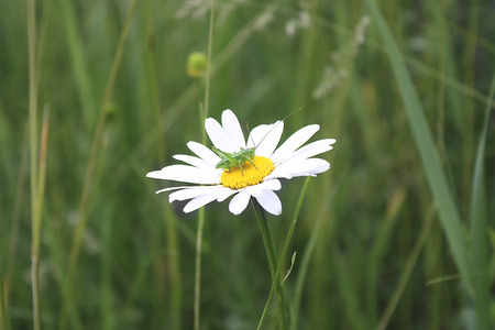 photo green grasshopper sitting on a chamomile flowerの写真素材