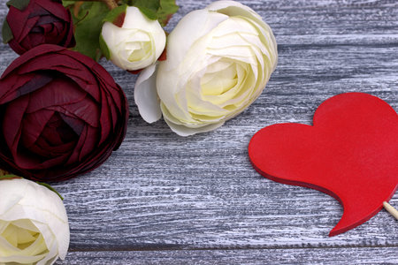 Red and white buttercup flowers ranunculus red heart sign on gray wooden background. Copy space.の写真素材