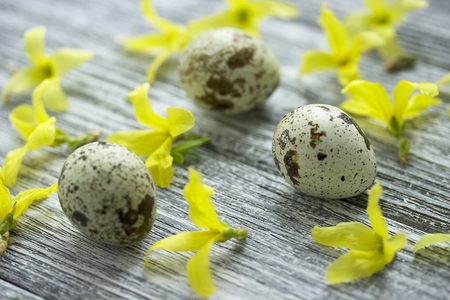 Easter decoration with spring yellow flowers and quail eggs on old wooden background.Easter eggs.Happy Easter or Spring conceptの写真素材
