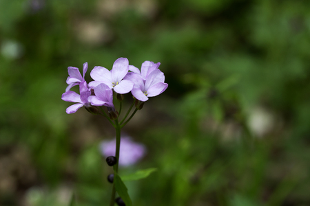 Purple flower are blooming and blured backgroundの写真素材