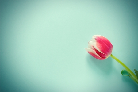 Purple tulip with white border on blue backgroundの写真素材