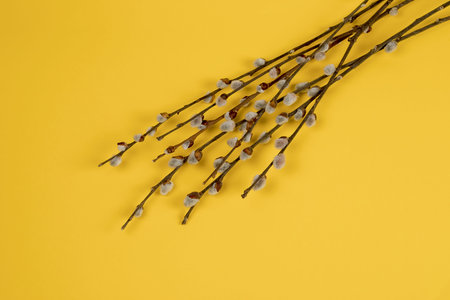 Easter decoration brunches with buds on yellow background