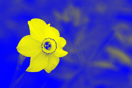 Yellow flower on blue nature background, Duotoneの写真素材