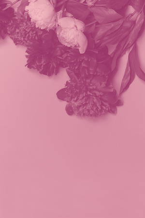 Peony flowers purple white bouquet duotone imageの写真素材