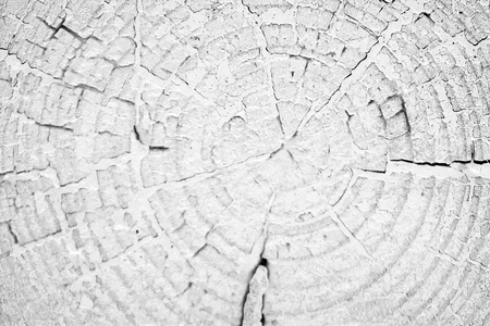 Stump with annual rings background black and whiteの写真素材