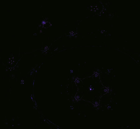 Purple blue pink texture. Fantasy fractal texture. Digital art. 3D rendering. Computer generated...