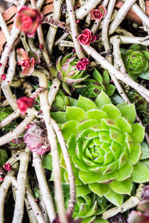 green compositionの写真素材