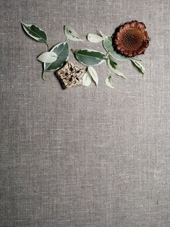 Beautiful colored leaves, dried decorative natural Mahogany pod slice, Cedar rose on vintage canvas background.の写真素材