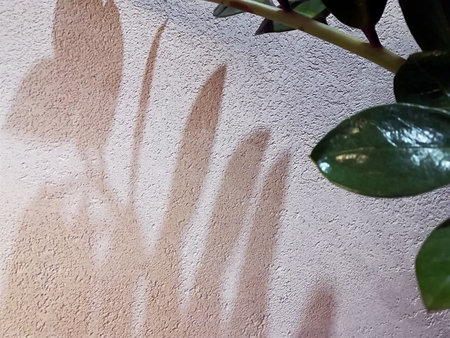 shadow of leaves on the wall, background