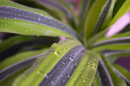 Water drops on green leaves of Dracaena plant. Close up background.の写真素材