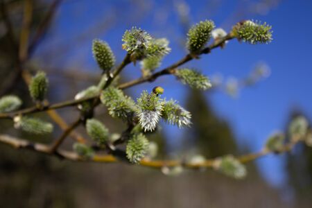 Willow buds, willow flowering in spring.の写真素材