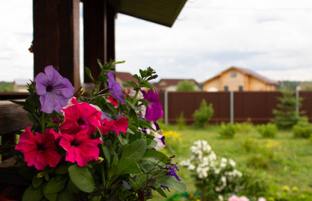 Colorful blooming Petunia hybrida on the summer terrace. Flowers for hanging planters. Gardening. Floriculture.の写真素材