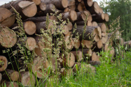 Spikelet of feather reed grass close up and old wooden logs with cracks as backgroundの写真素材
