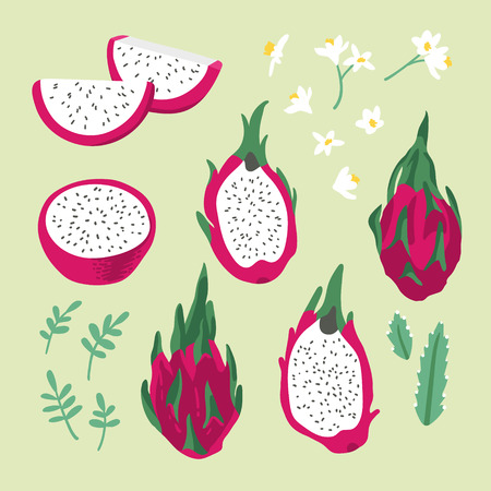 Vector dragon fruit with flowers and flowers isolated on white background.のイラスト素材