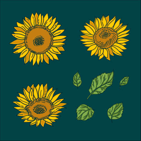 Vector isolated handdrawn sunflowers and leavesのイラスト素材