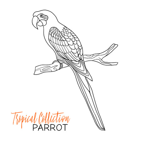 Parrot. Tropical bird. Vector illustration. Coloring book for adult and older children. Coloring page. Outline drawing.のイラスト素材