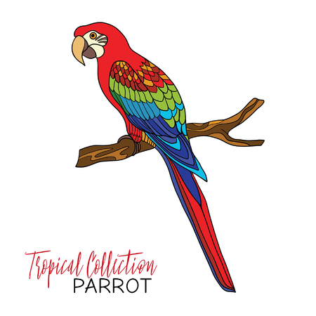 Parrot. Colored tropical bird. Vector illustration.のイラスト素材