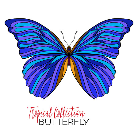 Colored Tropical butterfly. Vector illustration.のイラスト素材