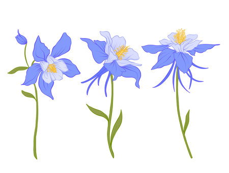 Columbine, aquilegia, flowers.のイラスト素材