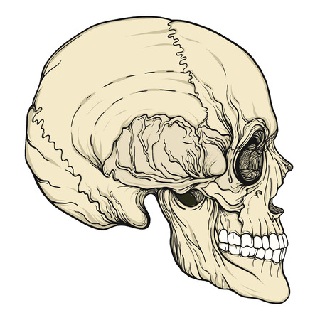 Human skull realistic hand drawing isolatedのイラスト素材