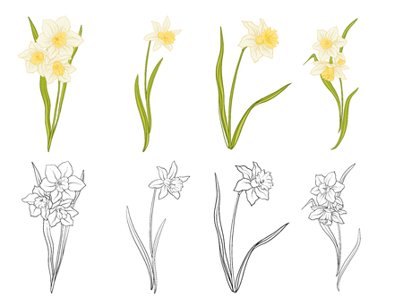 Narciss flowers set.のイラスト素材
