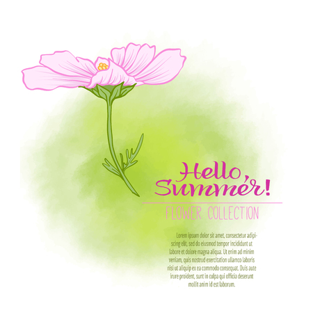 A cosmos flower on a green watercolor background. The flowers in the botanical style, minimalistic design. Place for the inscription. Hello summer Stock line vector illustration.のイラスト素材