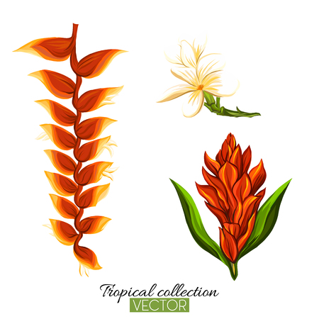 Beautiful hand drawn botanical vector illustration with strelitzia flower. Isolated on white background. Colorful vector illustration without transparent and gradients.のイラスト素材