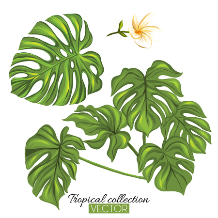 Beautiful hand drawn botanical vector illustration with tropical monstera leaves. Isolated on white background. Colorful vector illustration without transparent and gradients.のイラスト素材