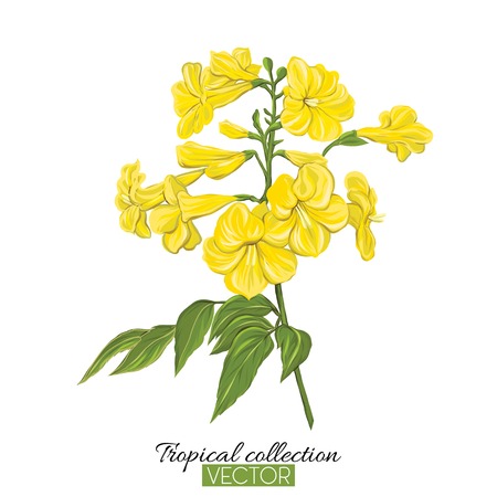 Beautiful hand drawn botanical vector illustration with yellow tropical flower. Isolated on white background. Colorful vector illustration without transparent and gradients.のイラスト素材
