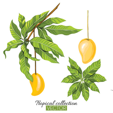 Tropical plant collection vector illustration isolated on whiteのイラスト素材