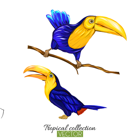Toucan. Colorful vector illustration without transparent and graのイラスト素材