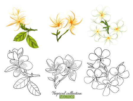 Beautiful hand drawn botanical vector illustration with tropical plumeria. Set of color and outline images Isolated on white background. Colorful vector illustration without transparent and gradients.のイラスト素材