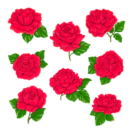 Red roses set isolated on white background. Hand drawn colorful vector illustration without transparent and gradients.のイラスト素材