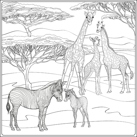 Background with giraffes and zebras. Outline hand drawing. Good for coloring page for the adult coloring book.. Vector Illustration.のイラスト素材