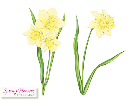 Narcissus,. Colorful realistic vector illustration. Isolated on white background.のイラスト素材