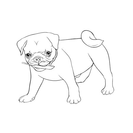 Set of pug dogs. Outline hand drawing vector illustration. Isolated on white background.のイラスト素材