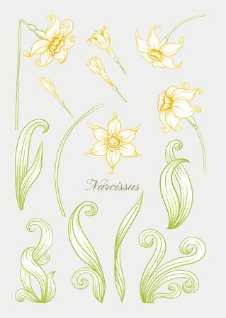 Narcissus. Set of elements for design Colored outline hand drawing vector illustration. In art nouveau style, vintage, old, retro style. In soft yellow colors..のイラスト素材