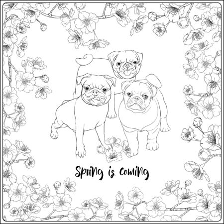 Pug dogs with blooming sakura spring flowers. Vector illustration. Outline hand drawing. Coloring page for the adult coloring book.のイラスト素材