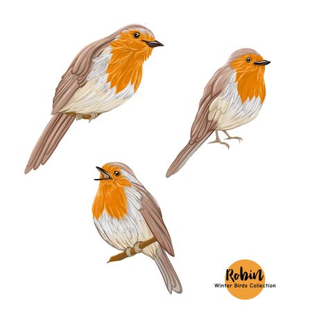 Robin bird - a symbol of Christmas. Set of elements for design Isolated on white background..のイラスト素材